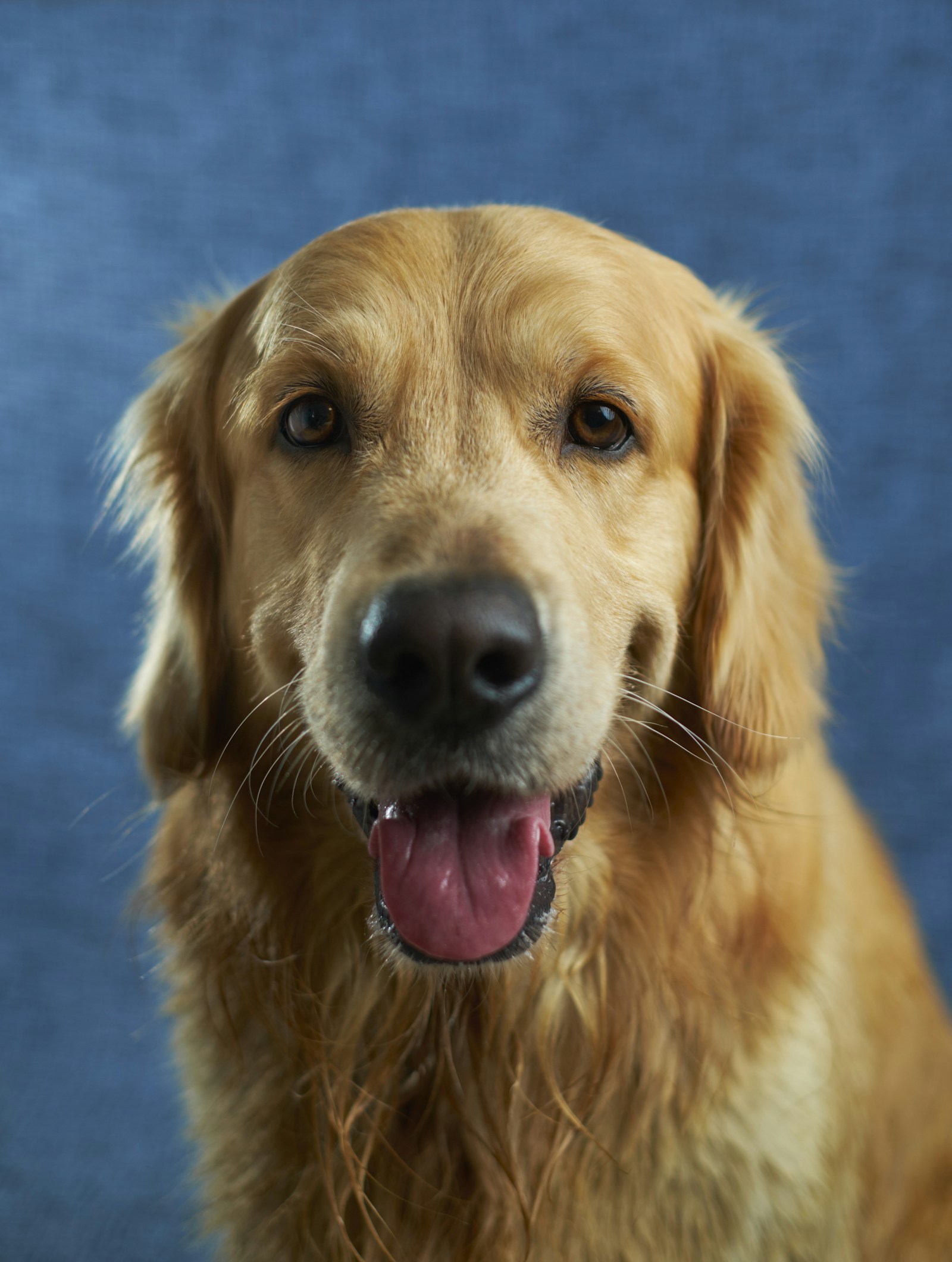 A happy golden retriever with a curious expression